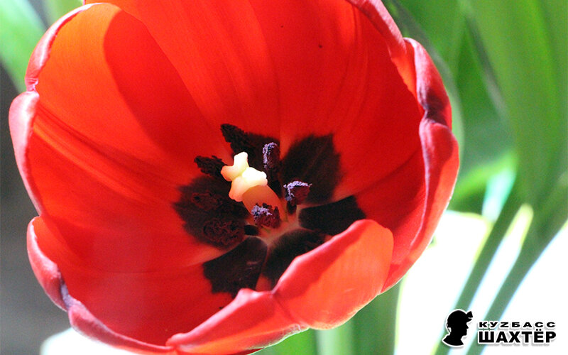 Фото автора. Цветущий тюльпан.