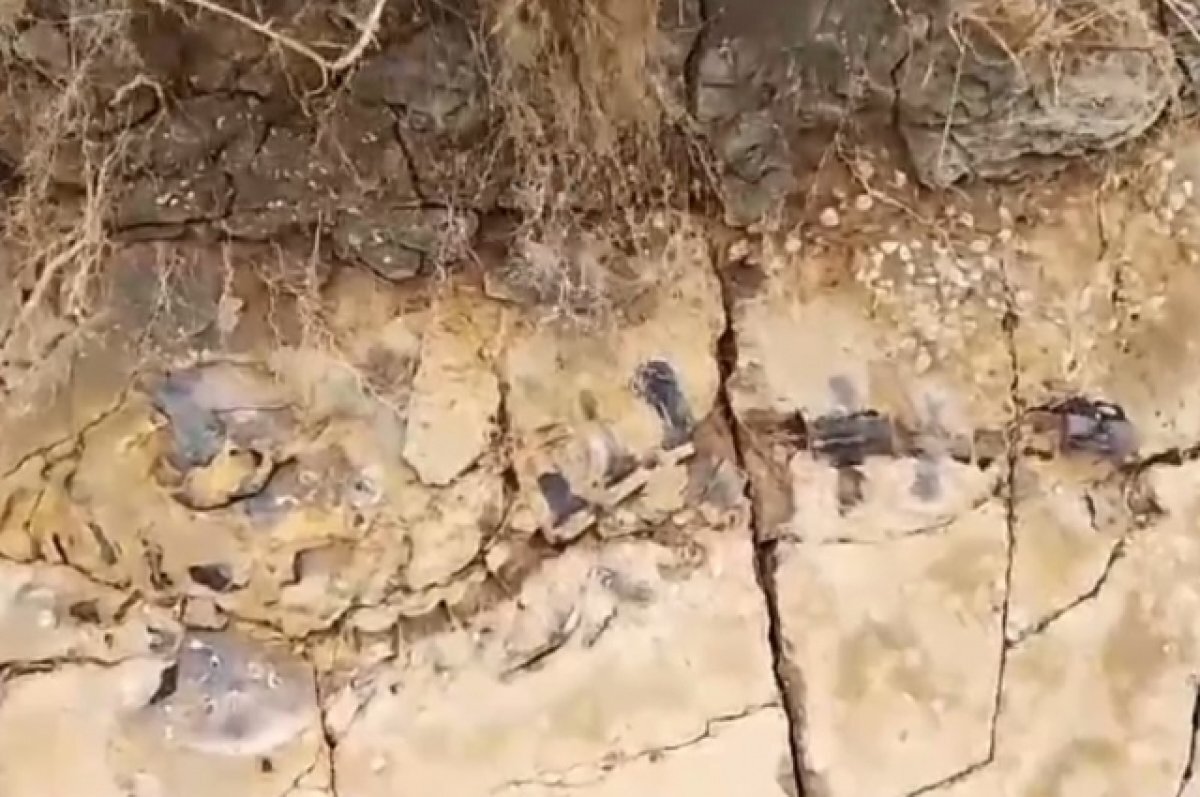    На берегу Азовского моря нашли останки кита, жившего 20 млн лет назад