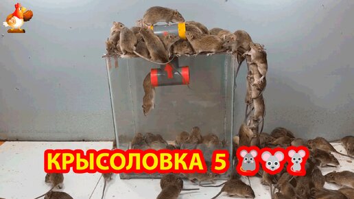 Ловушка для крыс своими руками!!!