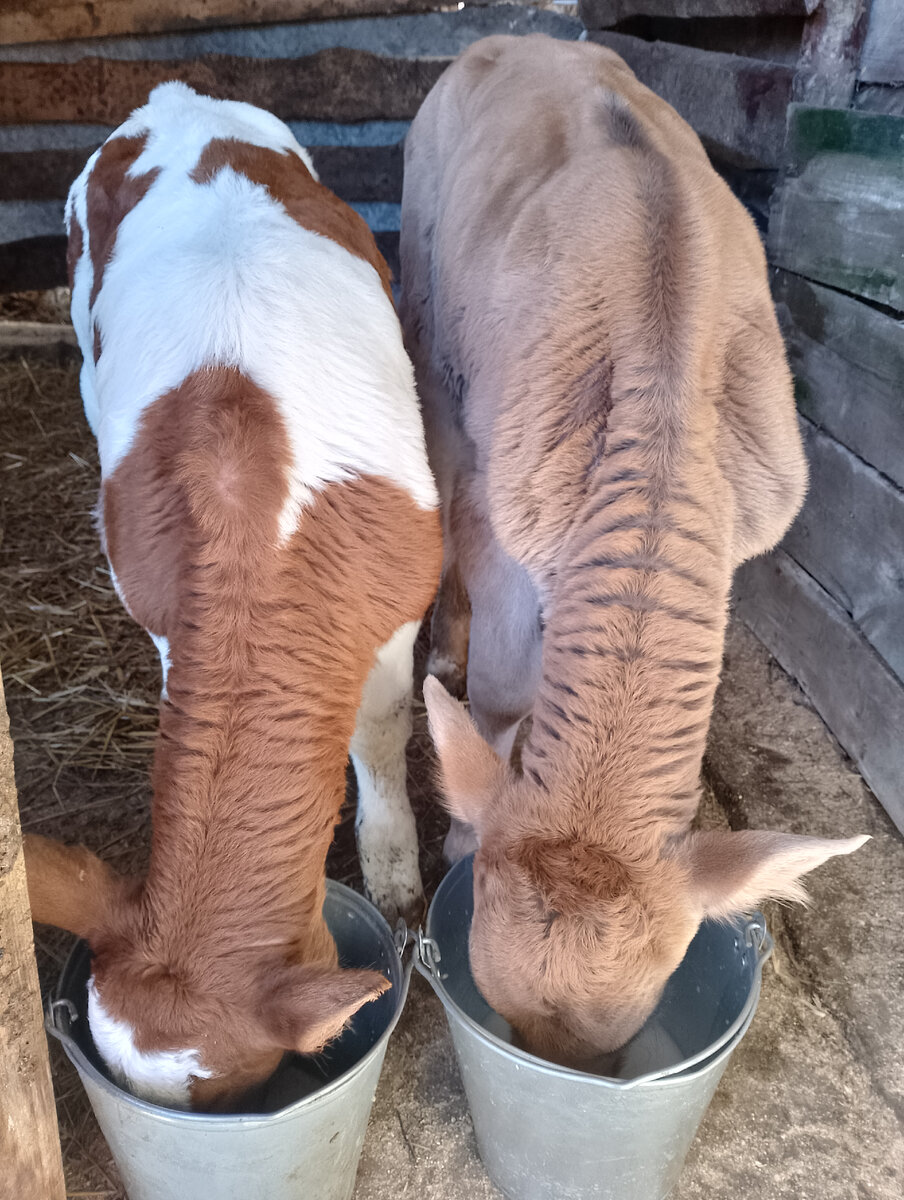 Гаврюша и Яшенька