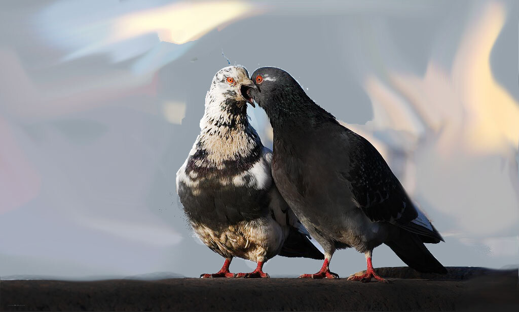 Голуби милуются на крыше