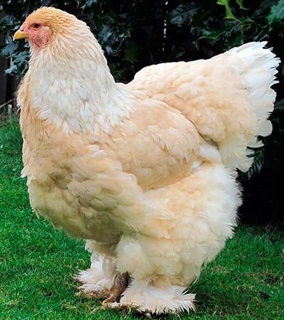 лимонная брама, соответствующая формуле окраса выше