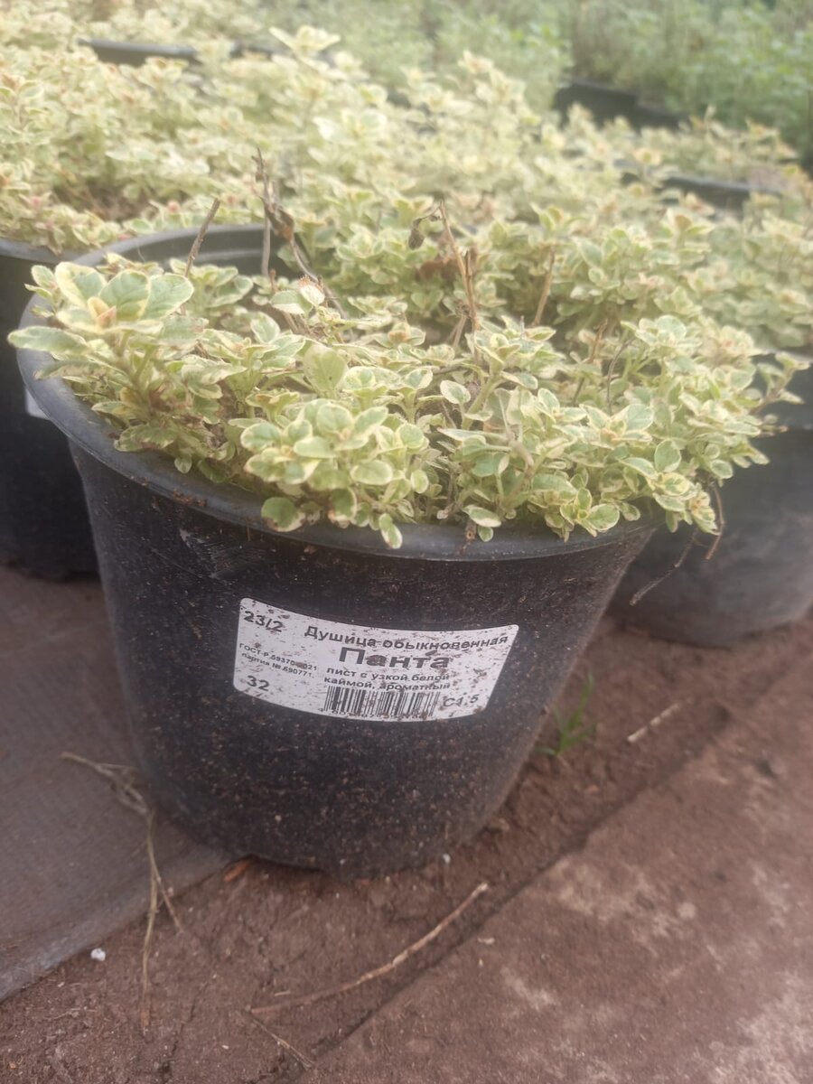 Душица Панта