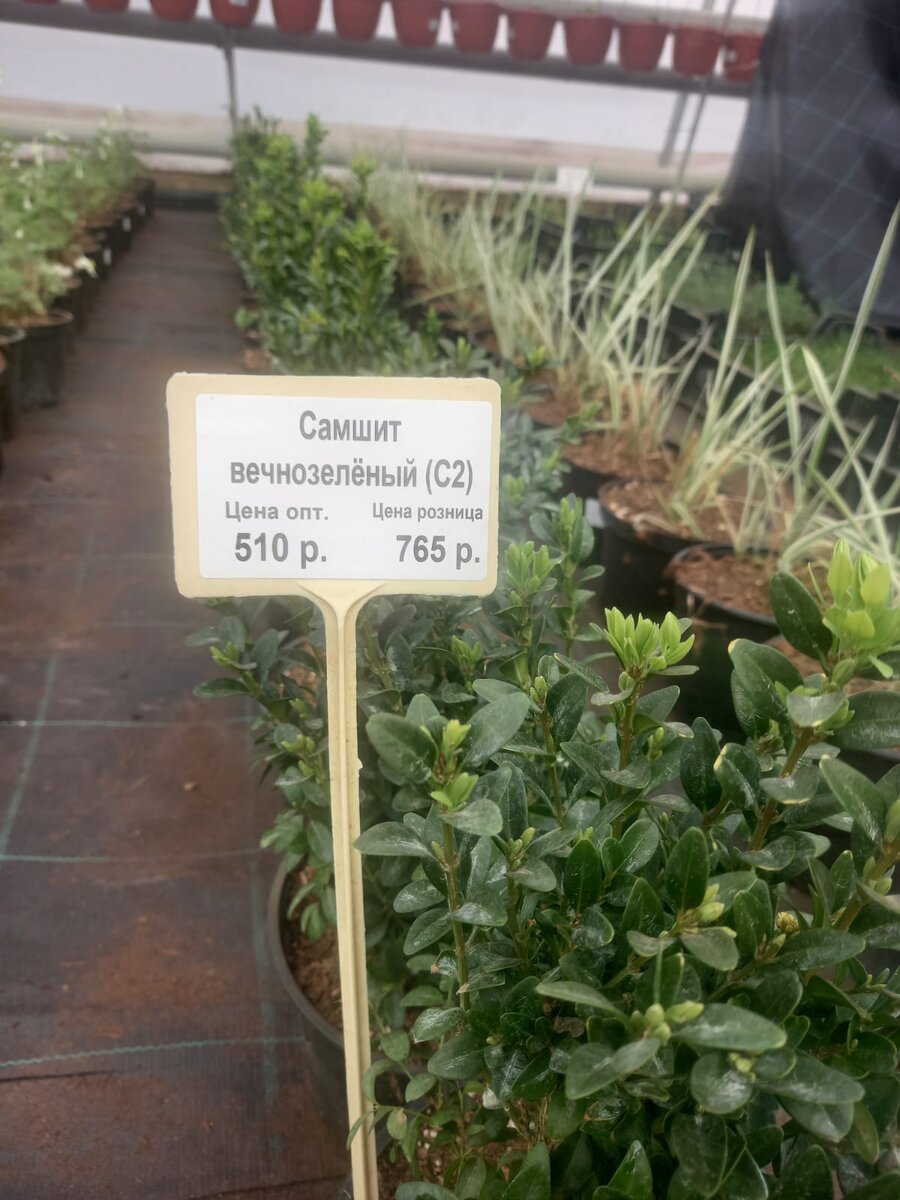 Самшит Вечнозеленый