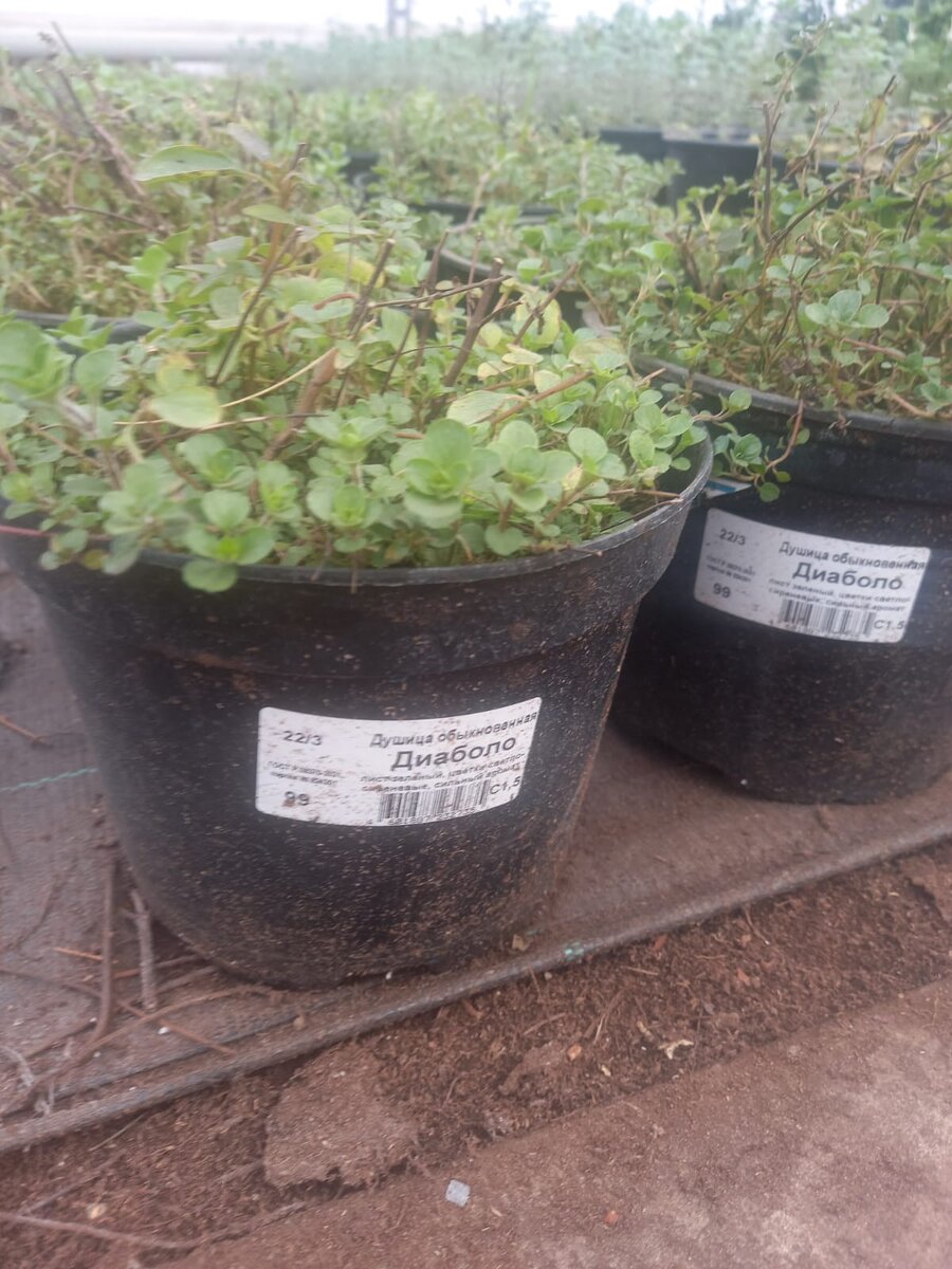 Душица Диаболо