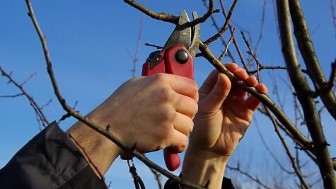    Фото: sveklon.ru