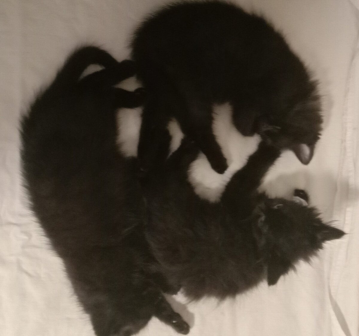 Наш тройной Инь-Янь