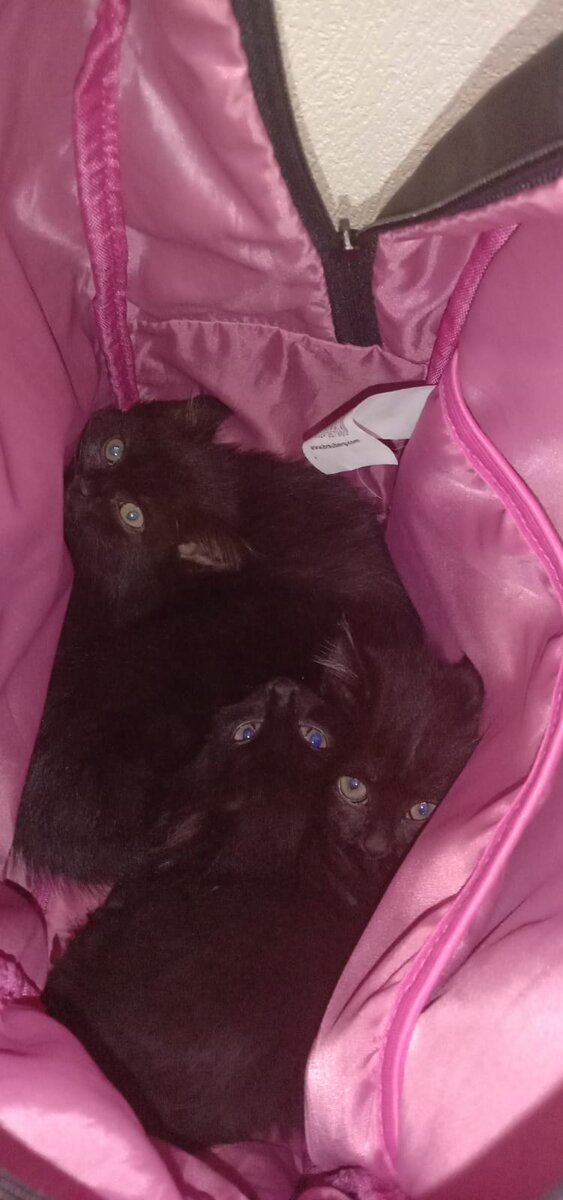 Первое знакомство