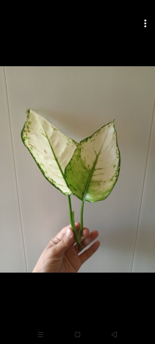 Вот таким он был 