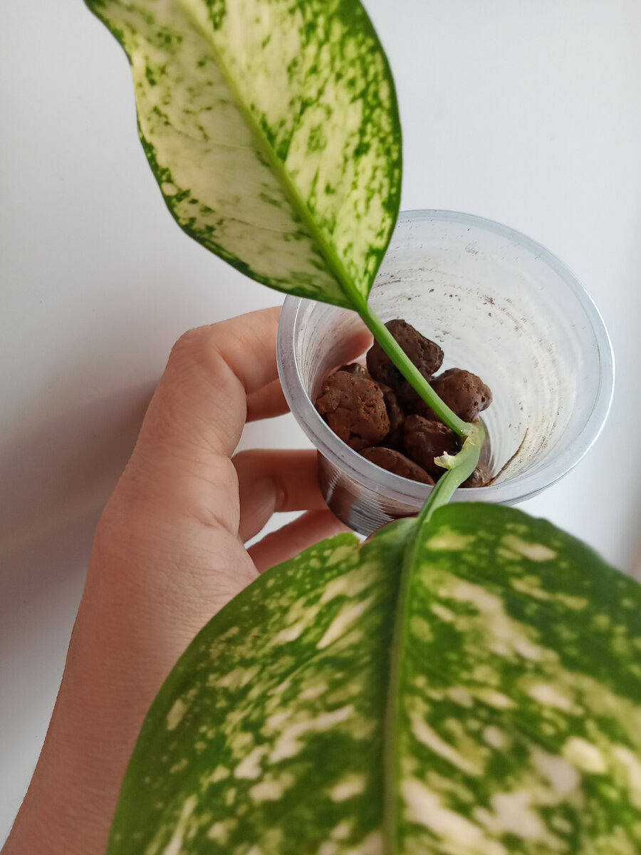 Это не тот черенок, другой и даже в другое время. Но суть от этого не меняется