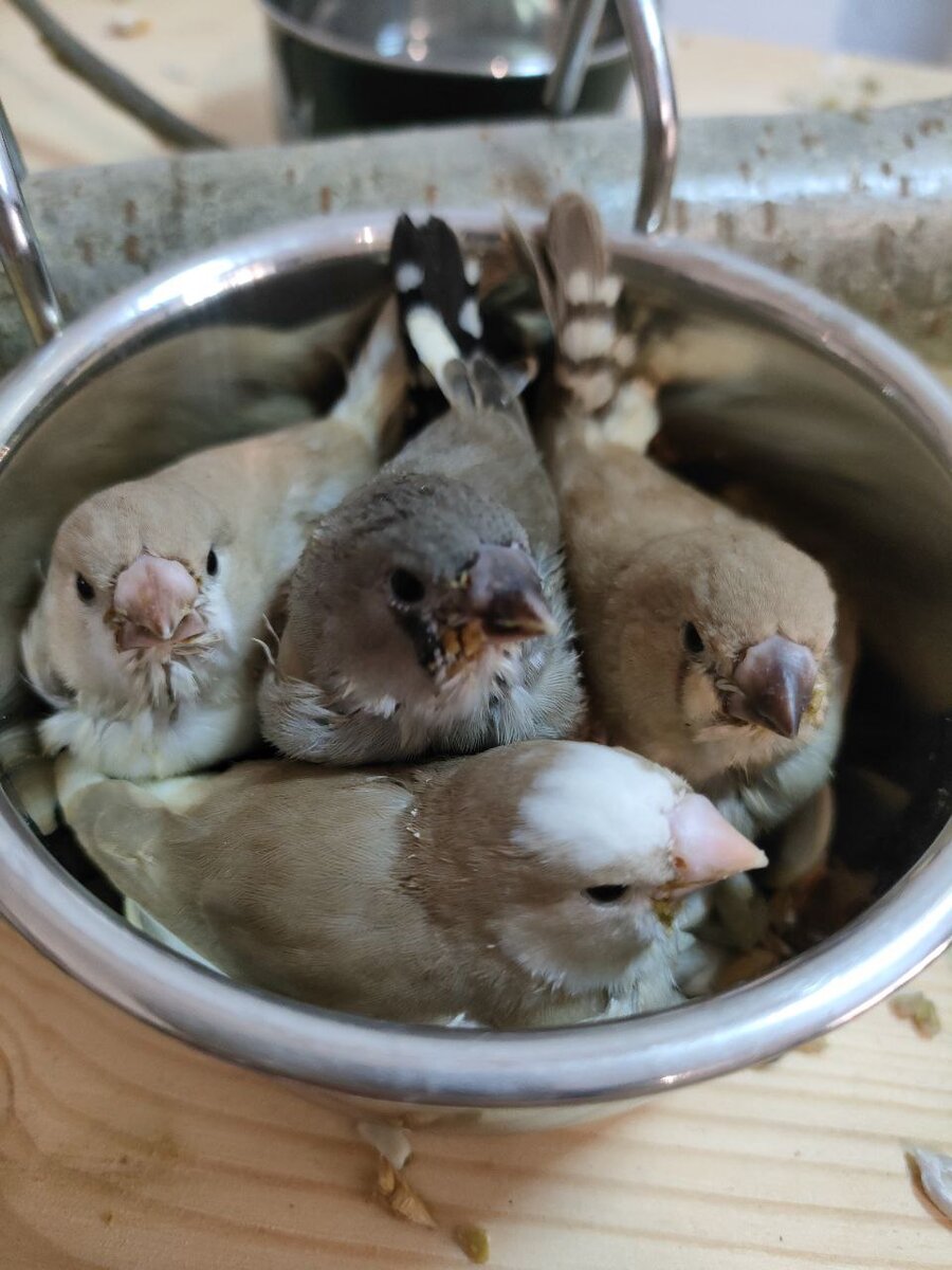 Птенцы зебровой амадины в кормушке.