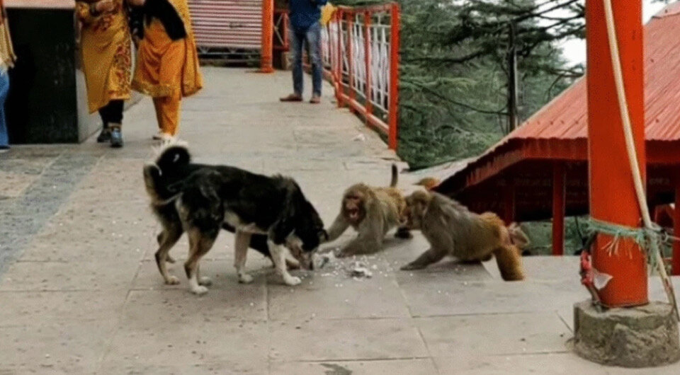   Bidisha Chakraborty et al. / Primates, 2024