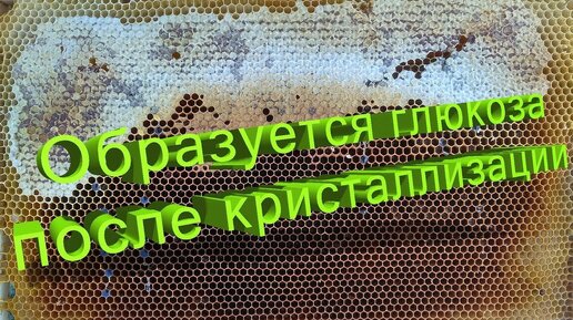 Профессор Кашковский: После кристаллизации мёда сверху образуется глюкоза. Откуда она берется?