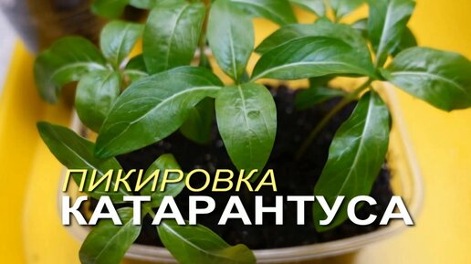 Рассаде КАТАРАНТУСА 30 дней! Пора ПИКИРОВАТЬ!