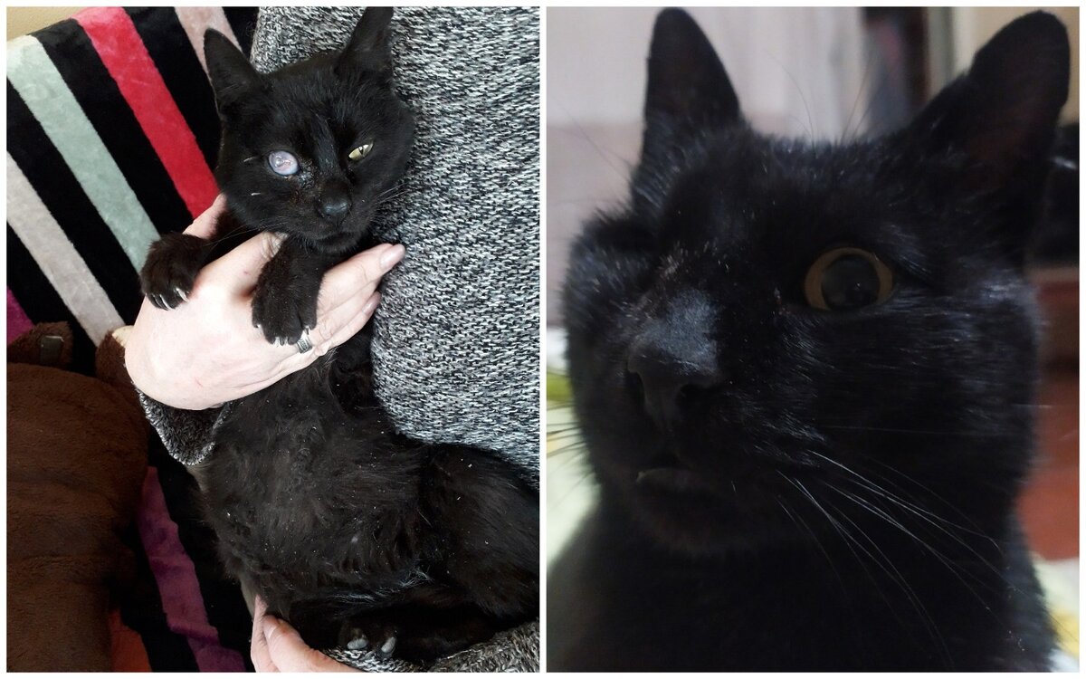 Не верю, что это один и тот же кот! 