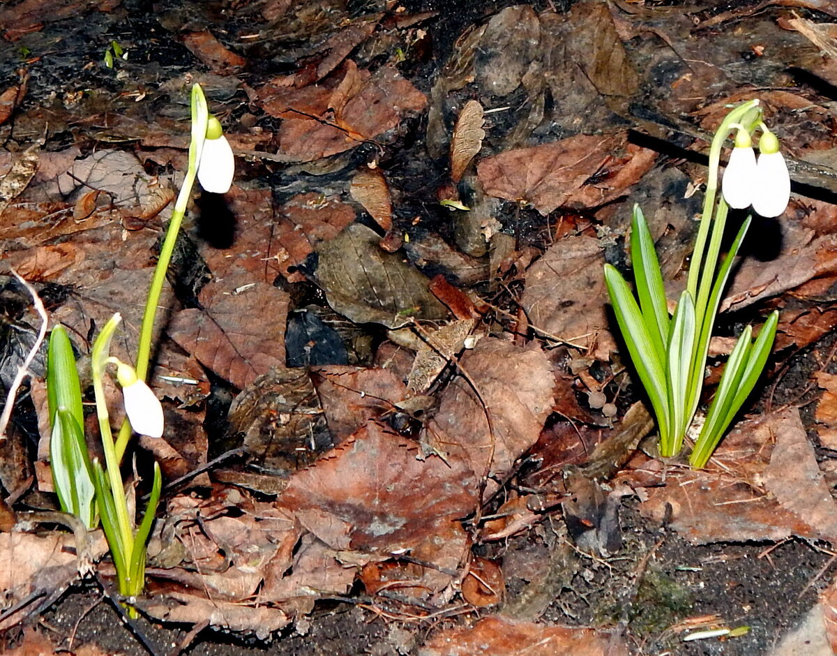 Подснежник Galanthus