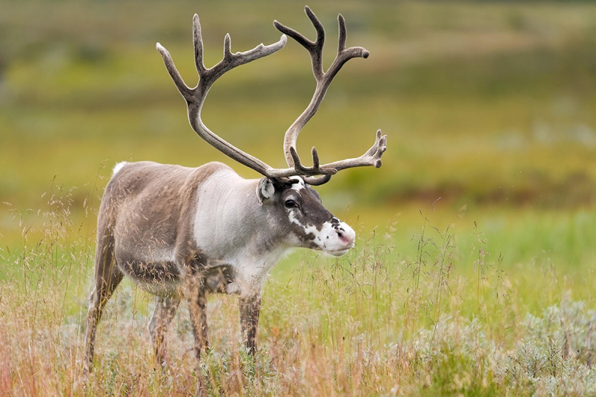    Зоопсихолог Волков объяснил, как оказать первую помощь диким животным