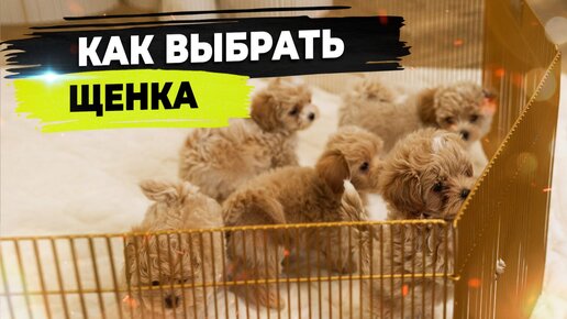 Как выбрать щенка. Поведение щенка, характер и внешние признаки.