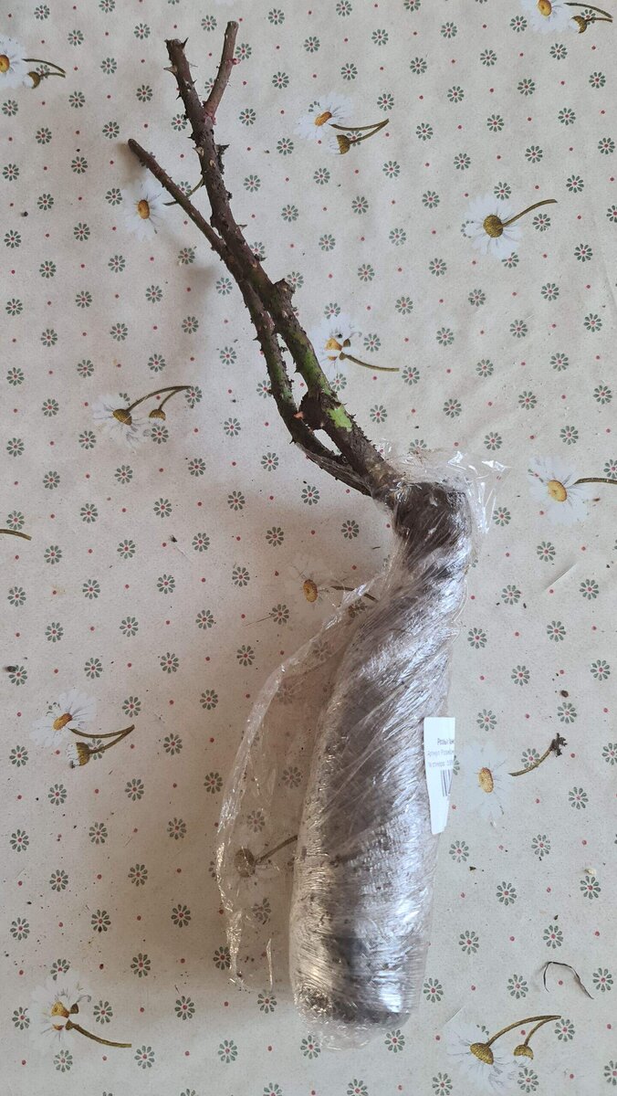 В галерее 2 фото. Спрейка Арроу Фолиес