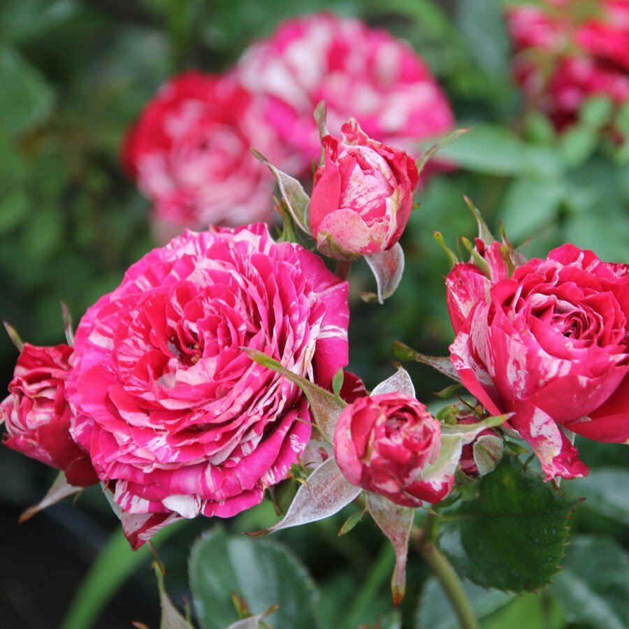 Фото из открытых источников