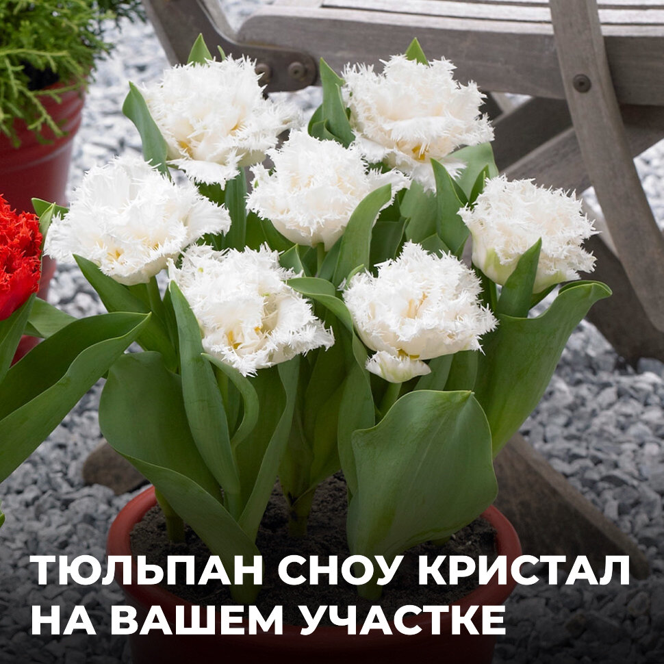 Белоснежные бахромчатые тюльпаны сорта Сноу Кристал - отличное решение для создания прекрасного ландшафтного дизайна 😍

СОХРАНИ, чтобы не потерять ❤️

Их изысканный вид и яркая окраска привлекут внимание и подарят ощущение легкости и воздушности ☁️

Тюльпаны этого сорта высаживаются как в групповых посадках, так и в качестве одиночных акцентов 👍🏼

Они идеально будут смотреться на фоне зеленого газона или в композициях с другими растениями 💯

Сноу Кристал отличается высокой устойчивостью к неблагоприятным погодным условиям и легкому уходу 🪷

В сочетании с другими растениями и элементами ландшафтного дизайна эти тюльпаны придадут вашему саду неповторимый шарм и уют 🙌🏼

Хотели бы такие тюльпаны у себя на участке? Пишите в комментариях ⤵️