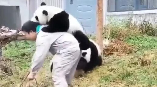 панда 4 ростов. фиат панда кросс 4на4. Fiat panda 4x4 2000. панда 4 ростов. большая панда или бамбуковый медведь.