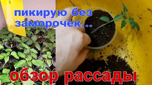 Обзор рассады на 13 марта Великий Новгород! Распикировал томаты...