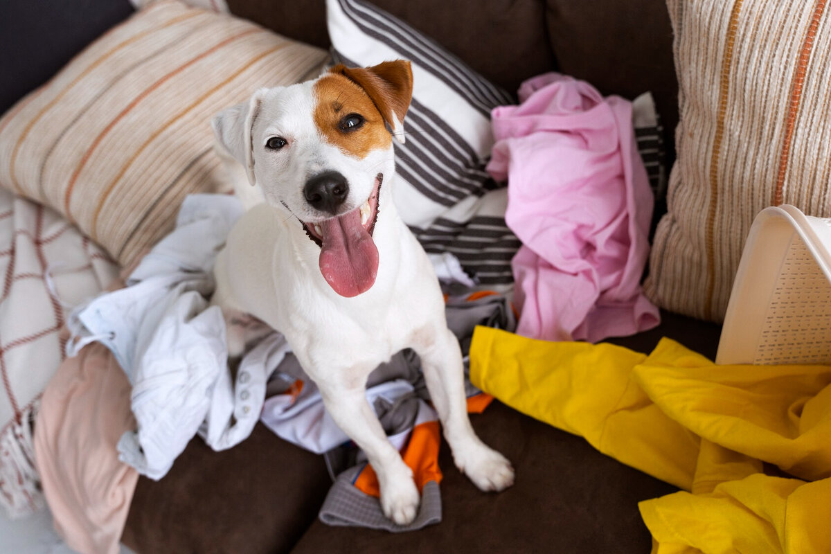     Как очистить от шерсти домашних животных стиральную машину: 4 секрета чистых вещей