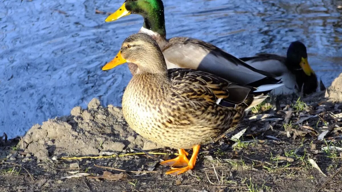 селезень ставрополь ресторан. утка ставрополь. суп том ям черри. кафе утка ставрополь. меню ресторан утка ставрополь.