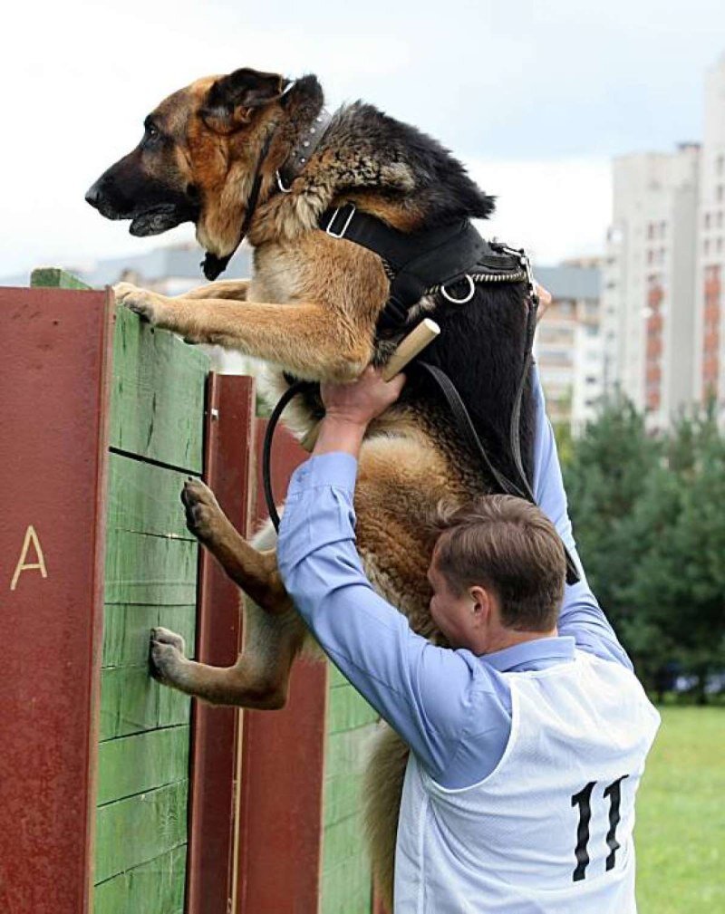 Фото из галереи Яндекса