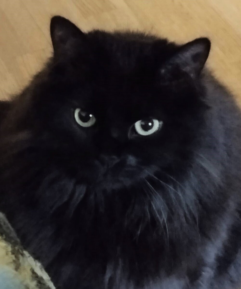 Офигели вы совсем, кошечков пугать!