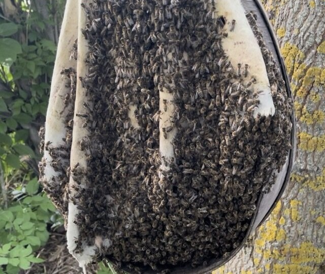 10 раз пожалеешь, пару раз все продашь и несколько раз распустишь пчел на все 4 стороны