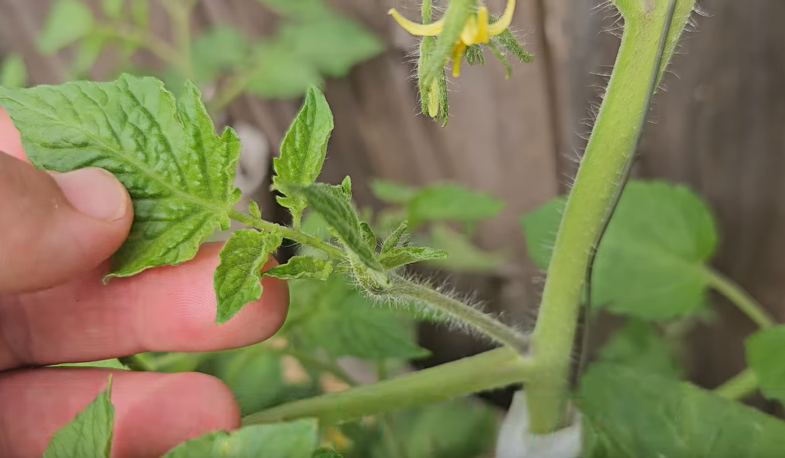 Пасынок у томата