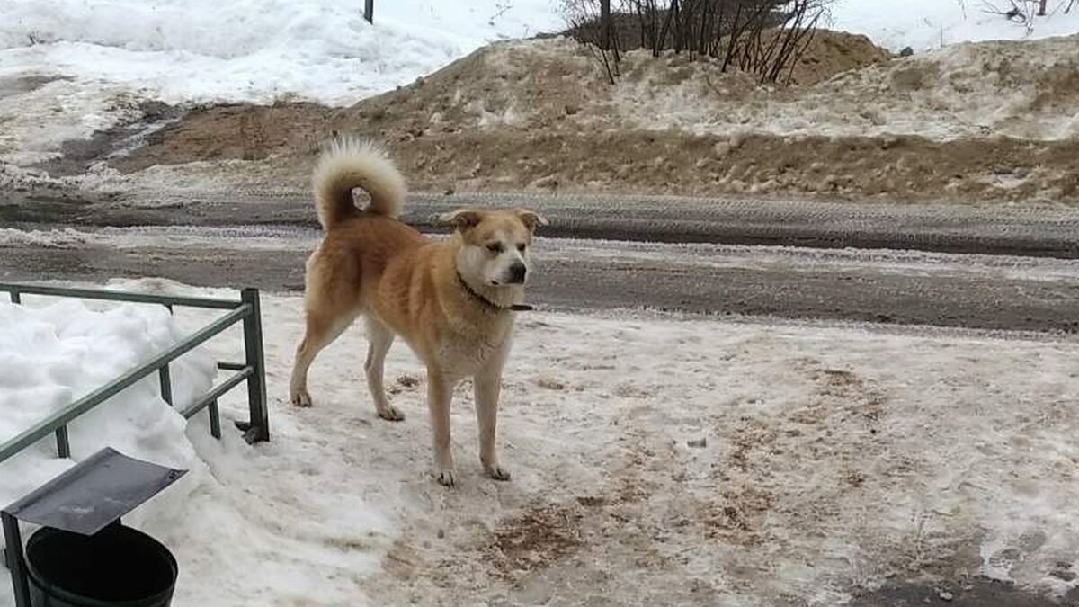 Я боюсь выходить на улицу». Рыжий пёс снова терроризирует жителей ТЭЦ-3 |  IvanovoNEWS | БАРС | Новости | Иваново | Дзен