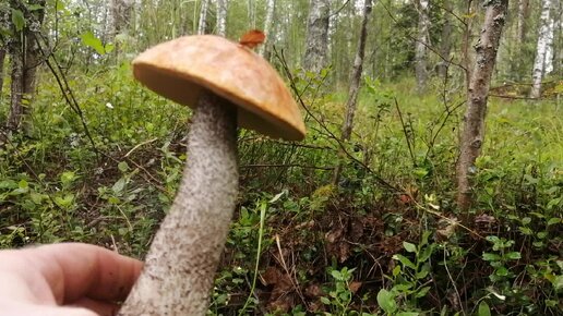 В Грибном месте не успеваем собирать