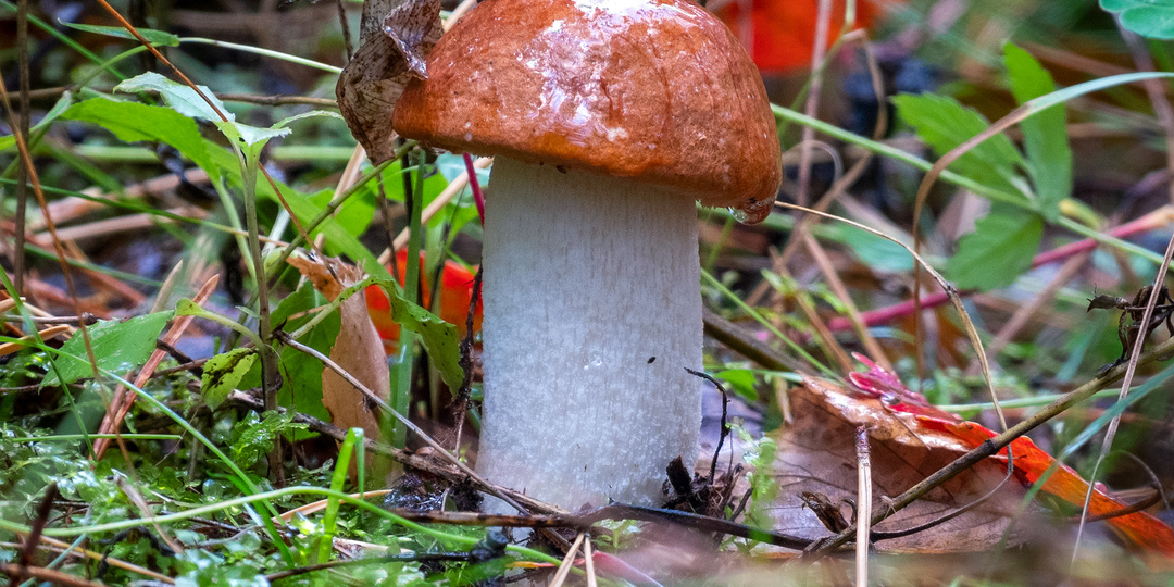 "А вот это попробуйте!".. Чем ещё удивить себя в новом грибном году?