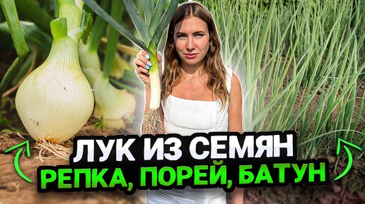 ВЫРАЩИВАНИЕ ЛУКА РЕПЧАТОГО, ПОРЕЯ, БАТУНА ИЗ СЕМЯН ЧЕРЕЗ РАССАДУ