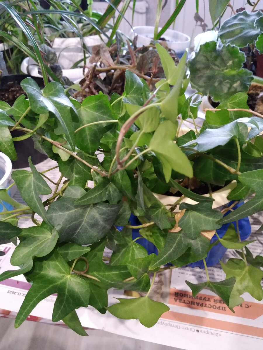 Мои комнатные растения после зимовки