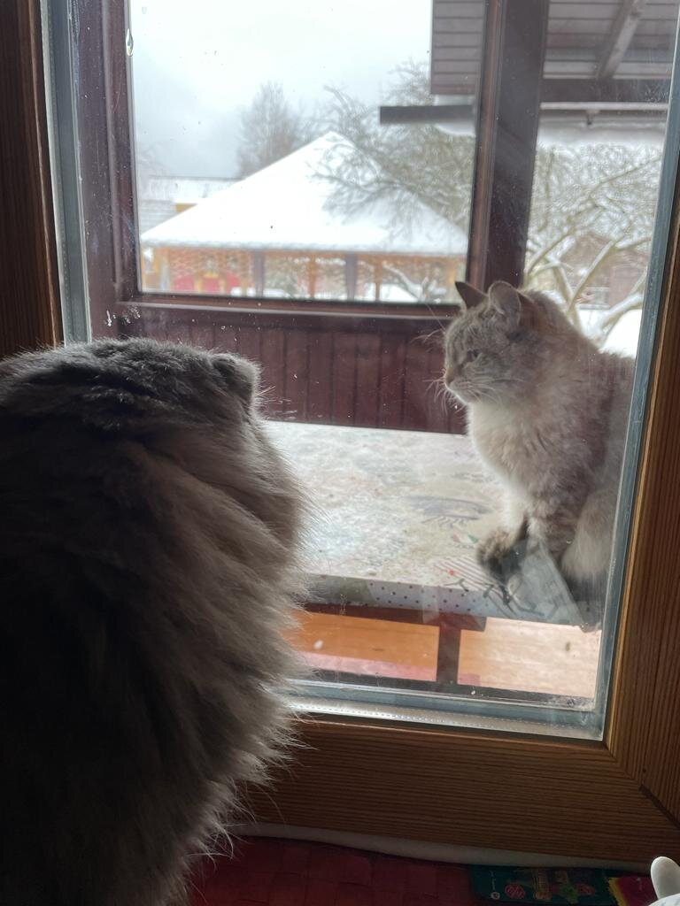 Филя любуется Плюшей.