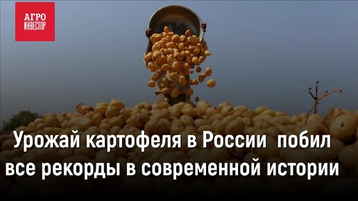 Урожай картофеля в России побил все рекорды в современной истории