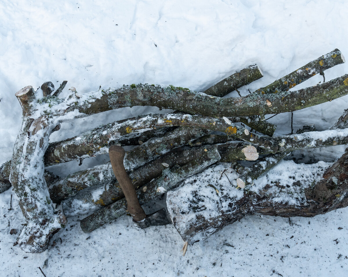 Ветви заваленной яблони