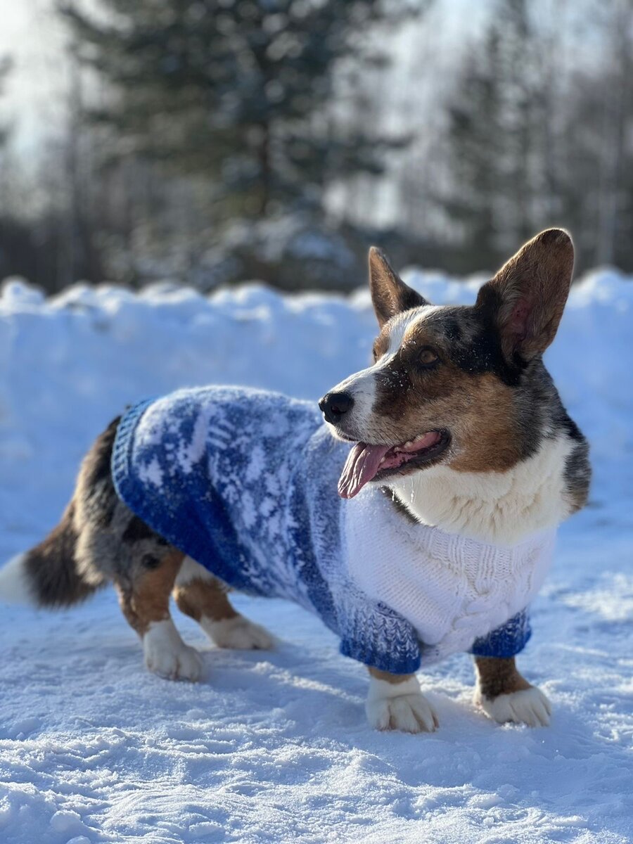 Для зимы у Файера имеется теплый жилет , когда температура-20 , то время прогулок можно увеличить ! 