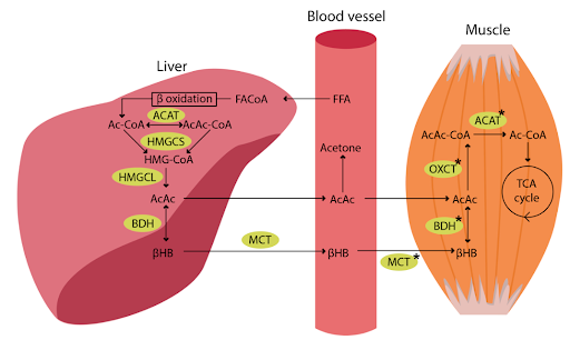 Рисунок 1. Кетогенез в печени и кетолиз в мышцах. Источник: Юкапова и др. 2022. Свободные жирные кислоты (СЖК) транспортируются в печень и преобразуются в жирные ацил-КоА (ЖА-КоА). Следующим шагом после бета-окисления является конденсация молекул Ac-CoA до ацетоацетил-КоА (AcAc-CoA) под действием митохондриальной тиолазы Ac-CoA acetyltransferase (ACAT). Затем в реакции с гидроксиметилглутарил-КоА синтазой (HMGCS) образуется гидроксиметилглутарил-КоА (HMG-КоА). ГМГ-КоА распадается до AcAc под действием ГМГ-КоА лиазы (ГМГКЛ). AcAc может высвобождаться в циркуляцию, но большая его часть восстанавливается до бета-гидроксибутирата 3-бетагидроксибутират дегидрогеназой (БГБ). BHB может подвергаться взаимопревращениям с AcAc в печени и других тканях после его обновления из крови. Сукцинил-КоА:3-оксоацид-КоА-трансфераза (OXCT) катализирует образование AcAc-КоА из AcAc и сукцинил-КоА. Наконец, AcAc-CoA расщепляется до Ac-CoA с помощью ACAT, и Ac-CoA включается в цикл TCA. Звездочка (*) указывает на содержание белка и активность фермента, которые выше в скелетных мышцах, тренированных с физической нагрузкой. 
