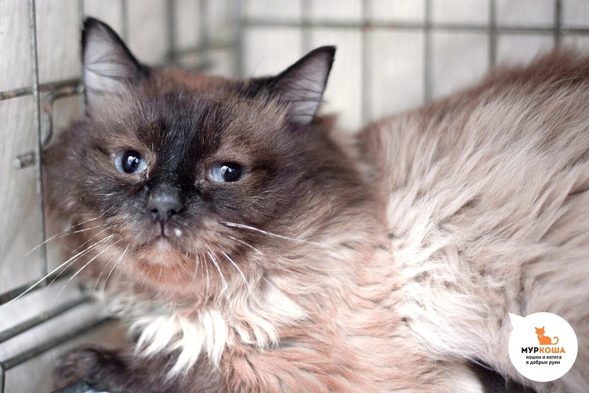 Красавца Ховарта нашли в подъезде.