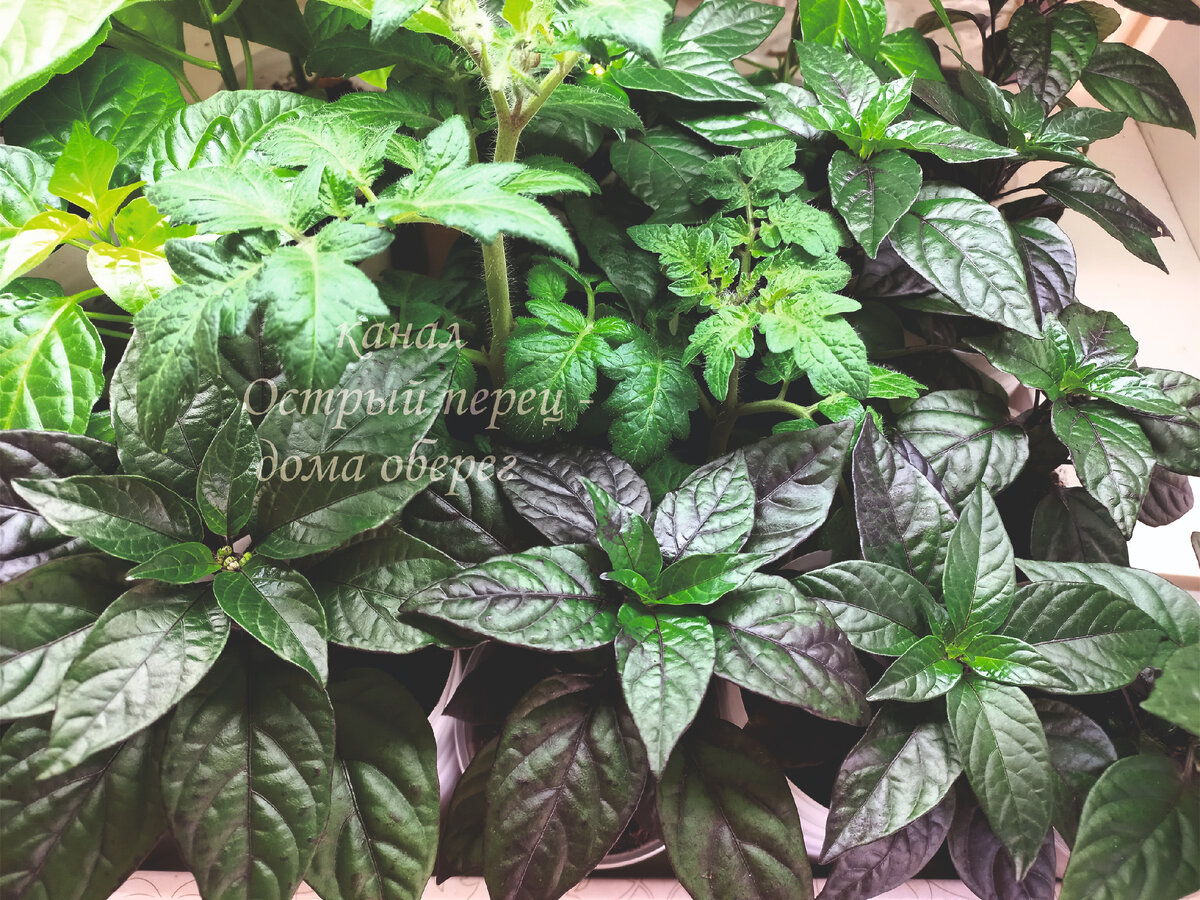 Моя рассада перца Чёрный принц и комнатных томатов-черри