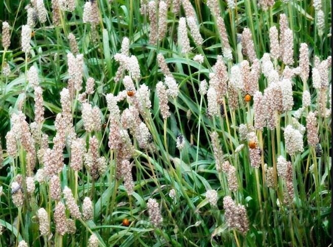 Подорожник яйцевидный