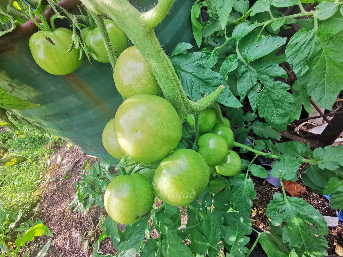 Начало августа. Томаты здоровы без всяких обработок.