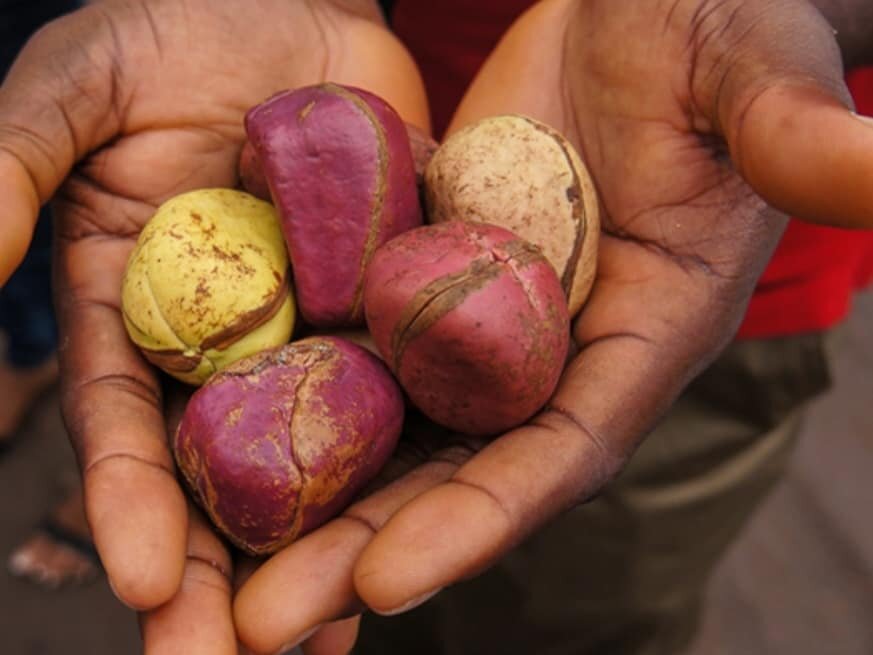 Гвинея. Про орехи кешью. Надкусила я его и сразу же мой язык стал белым ...