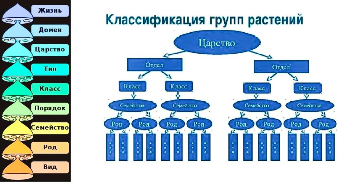 Группы в биологии примеры