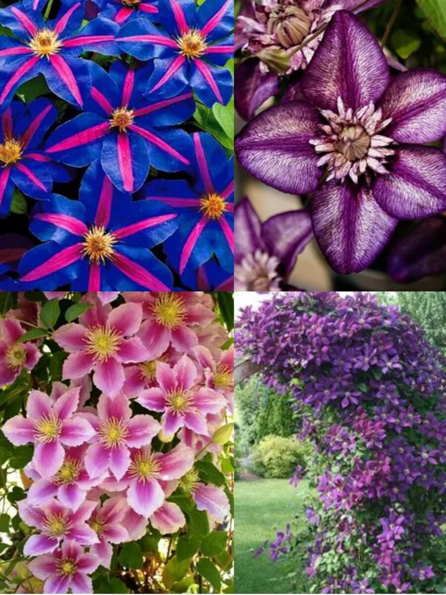 Клематисы неслучайно считаются одними из наиболее эффектных и выдающихся лиан, способных полностью изменить облик арки и стены, ограды и перголы. Несравненные мастера вертикального озеленения, растения славятся своими уникальными цветками, которые могут быть яркими или нежными, фееричными или трогательными. Обычно неопытные садовники не решаются разводить культуру, считая её капризной и требовательной в уходе кокеткой. В реальности посадка и выращивание клематисов не столь сложно, сколько кажется на первый